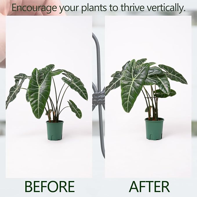 Monstera Plant Support Hook - 4.1x4.1IN 5PCS, Durable Adjustable Stem Support System, Gentle Protection for Monstera and Fishbone Cactus, Professional Indoor Plant Stabilizer Yohsnor