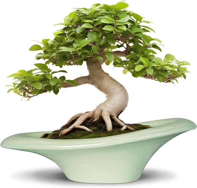 Ceramic Bonsai Pots - Large Succulent Planter 18 Inch Plant Pot Indoor Succulent Pot with Drainage Hole Outdoor Planter Bonsai Tree Pot for House Home Garden Decor Green Teagas