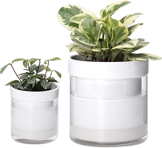 Phoenix Vine 6 Inch 4 Inch Self Watering Planter, White Terracotta Clay Pots with Glass Reservoir for Indoor Plants, Herbs, Flowers, 52-B-G-46 Phoenix+Vine