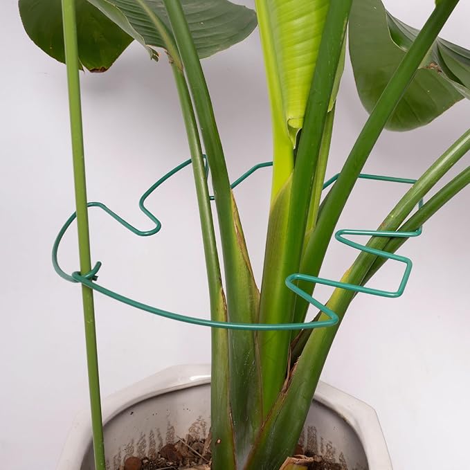 5PCS Monstera Plant Support Stem 9 x 7.6 in- Durable Stabilizer Set for Indoor Climbing Plants, Holders for Enhancing Growth, Ideal Gift for Plant Lovers, Fishbone Cactus Stake Garden Tool Yohsnor