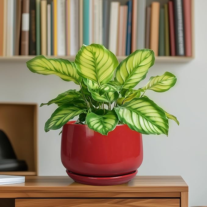 G EPGardening Ceramic Pot for Plants - 6 Inch Plant Pot with Drainage and Ceramic Tray, Modern Living Room Decor, Planter for Housewarming Gifts New Home, Red GEPGardening