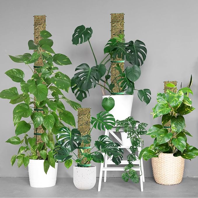 60"/40"/24" Metal Moss Pole, D Shape Sphagnum Moss Pole, Moss Poles for Climbing Plants, Monstera, Indoor Climbing Plants (1 Each of 60" 40" 24") HOLANHING