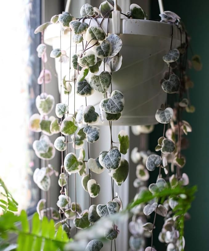 The HC Companies 12 Inch Euro Hanging Planters, Lightweight UV-Resistant Plastic Hanging Planters for Indoor & Outdoor Plants, 2-Pack Hanging Flower Pots for Garden, Patio & Home Decor, Clay TheHCCompanies