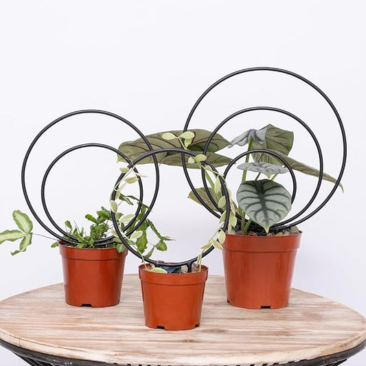 Hoya Trellis Set of 3 Round Climbing Plant Supports - Small, Medium, Large - Sturdy Metal for Indoor & Outdoor Potted Plants - Easy Tool-Free Assembly - Great Choice for Plant Enthusiasts Yohsnor