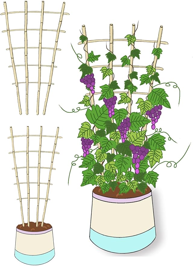 Natural Bamboo Trellis, 4Feet,3Pack,Fan-Shaped Plant Support Trellis for Outdoor and Indoor Potted Climbing Plants,Vegetables, Cucumber, Tomato, Hoya, GUANGYE
