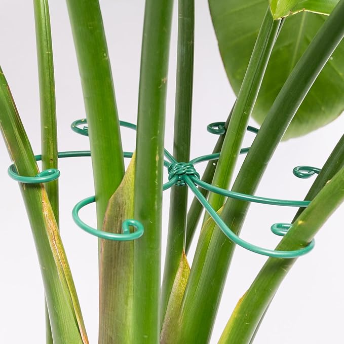Monstera Plant Stem Support - 5 Pack 6.5"x6.5" Green Metal Stem Stabilizers, Adjustable Ring Clamps for Indoor Plants, Fishbone Cactus, Turtle Shell Bamboo & Climbing Vines Yohsnor