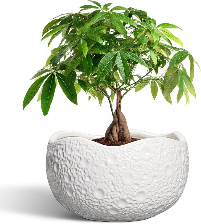 10 Inch Plant Pot - Ceramic Planter for Indoor Outdoor, Round Bonsai Pots, Decorative Flower Pots with Drainage Hole, Modern Unique Planters, House Decor, Home Gifts, White Thirtypot