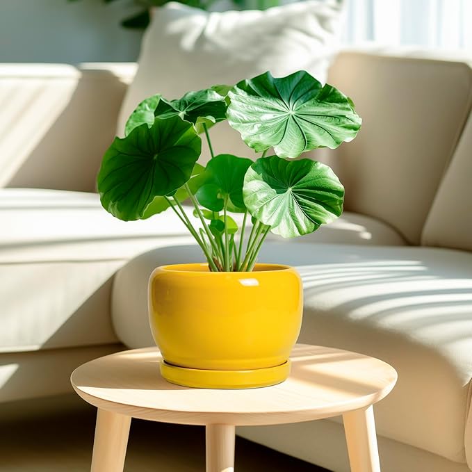 SQOWL Ceramic Plant Pot - 8 Inch Planter for Indoor Outdoor, Decorative Plant Pot with Drainage Hole and Saucer, Modern Round Planter for Flower, Desk Decor, Housewarming Gifts, Yellow SQOWL