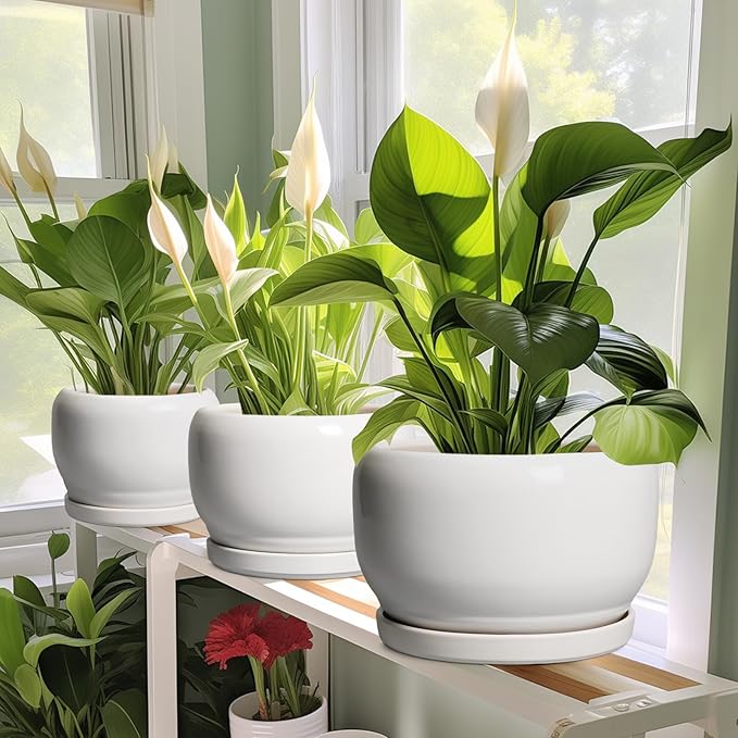 SQOWL Ceramic Pot for Plants - 10 Inch Planter with Drainage Hole and Saucer, Round Ceramic Flower Pot for Indoor Outdoor, Modern Decorative Large Planter, Patio Decor, Gifts for Plant Lovers, White SQOWL
