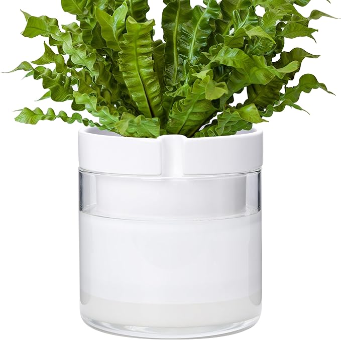 Phoenix Vine 8 Inch Self Watering Planter, White Terracotta Clay Pot with Glass Reservoir for Indoor Plants, Herbs, Flowers, Set of 1, 52-B-H-1 Phoenix+Vine