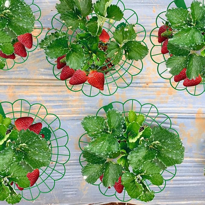 Iceyyyy 10 Pack Strawberry Plant Stand Supports-Strawberry Plant Support Stand Rack with 4 Support Feets-Growing Frame Holder Cage to Keep Berries Clean and Prevent Rot(10 Pack) Iceyyyy