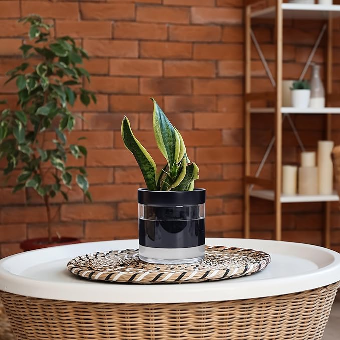 Phoenix Vine 6 Inch Self Watering Terracotta Planter, Black Terracotta Clay Pot with Glass Reservoir for Indoor Plants, Herbs, Flowers, Set of 1, 52-C-F-1 Phoenix+Vine