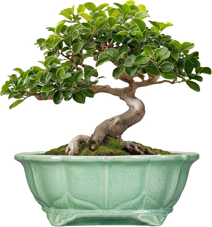 Bonsai Pots 11 Inch - Ceramic Succulent Pots with Drainage Hole, Oval Planter for Indoor Outdoor, Decorative Ceramic Flower Pot, Home Garden Room Decor, Plant Lover Gifts, Green Teagas