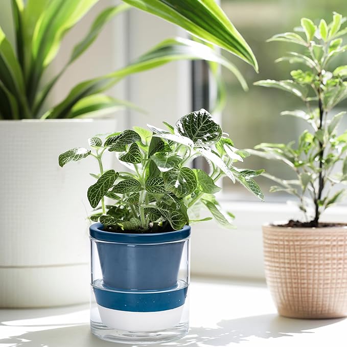 D'vine Dev 4 Inch Design Self Watering Planter for Indoor Plants, Blue Terracotta Pot with Cylinder Glass Cup, Set of 4, 37-Z-A-4-F DvineDevPlanterPotsandStand