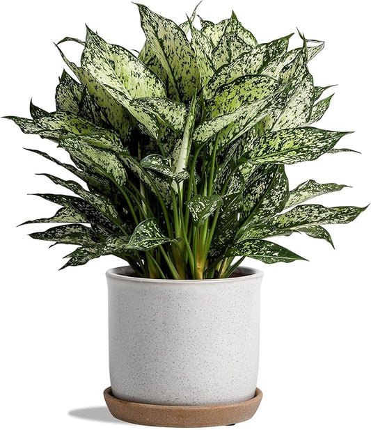 5.8 Inch Plant Pot: Ceramic Planter with Drainage Hole & Saucer for Indoor Outdoor Plants - Flowerpot with Bonded Tray for Home Office - Retro Style, Grey Chubacoo