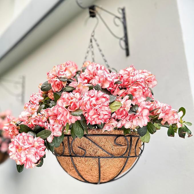LaLaGreen Hanging Planter for Outdoor Plants (14 Inch, 2 Pack) Black Hanging Baskets with Coco Liner, Metal Wire Flower Basket Pots with Hook Hanger Balcony Porch Farmhouse Country Style Garden Decor L%C3%A1L%C3%A1Green