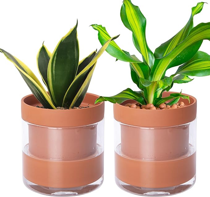 Phoenix Vine 6 Inch Self Watering Planter Pot, Terracotta Clay Pot with Glass Reservoir for Indoor Plants, Herbs, Flowers, Set of 2, 52-A-F-2 Phoenix+Vine