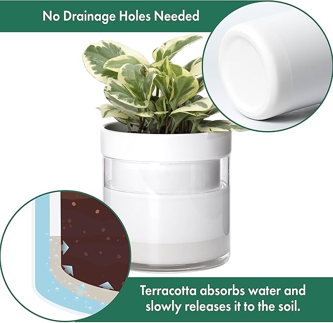 Phoenix Vine 6 Inch 4 Inch Self Watering Planter, White Terracotta Clay Pots with Glass Reservoir for Indoor Plants, Herbs, Flowers, 52-B-G-46 Phoenix+Vine