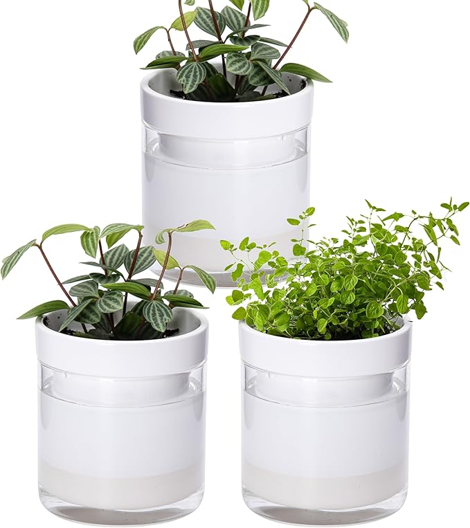 Phoenix Vine 4 Inch Self Watering Planter, White Terracotta Clay Pot with Glass Reservoir for Indoor Plants, Herbs, Flowers, Set of 3, 52-B-E-3 Phoenix+Vine