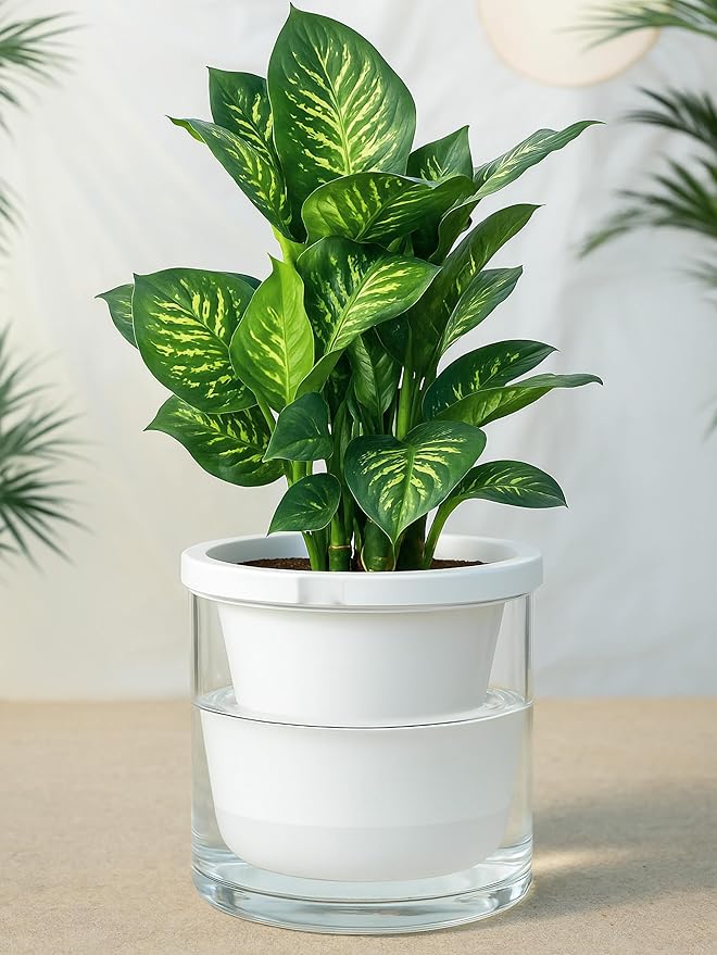 D'vine Dev 10 Inch Design Self Watering Planter for Indoor Plants, White Terracotta Pots with Cylinder Glass Cup, 37-X-D-2 DvineDevPlanterPotsandStand