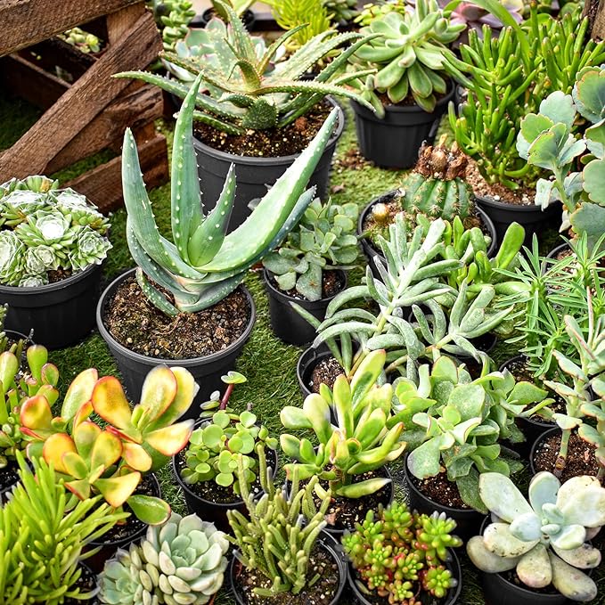 RAOOKIF 50 Pack Nursery Pots, 3 Inch Nursery Pot for Plants, Small Plastic Plant Pots with Drainage Holes, Garden Flower Pots for Transplanting, Succulents, Cuttings, Seedlings(3inch,50pcs) RAOOKIF