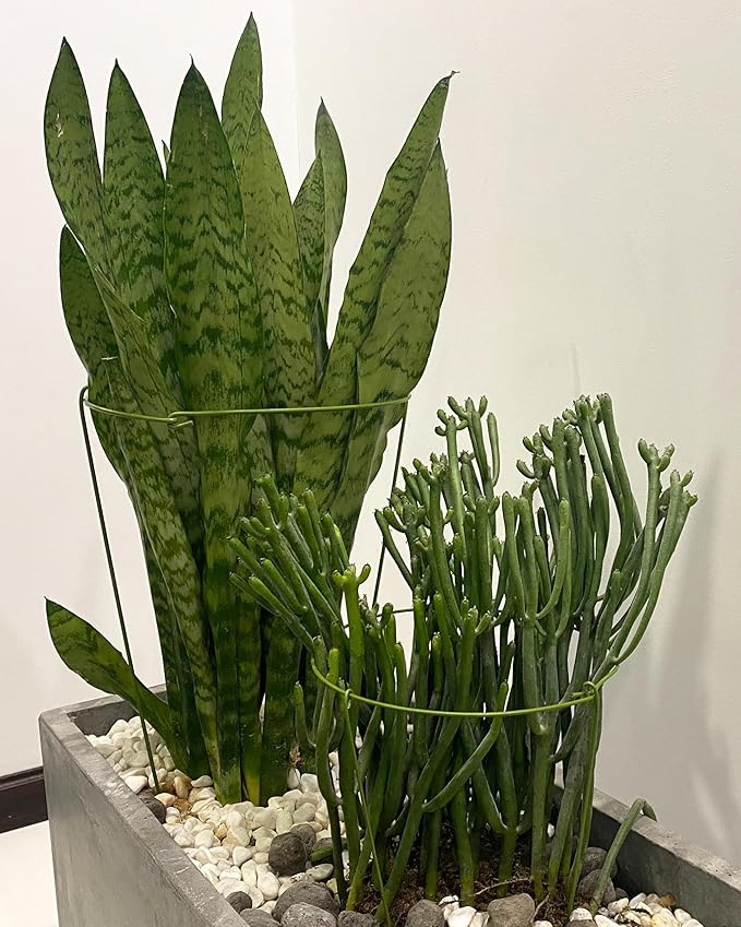 3 Pack Plant Support Stakes, Adjustable Plant Ring Cages with Green Rubber Wrapping, Ideal for Orchids, Indoor and Outdoor Potted Plants, 10" Wide x 17" High Rootora
