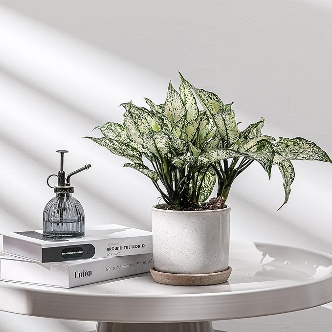5.8 Inch Plant Pot: Ceramic Planter with Drainage Hole & Saucer for Indoor Outdoor Plants - Flowerpot with Bonded Tray for Home Office - Retro Style, Grey Chubacoo