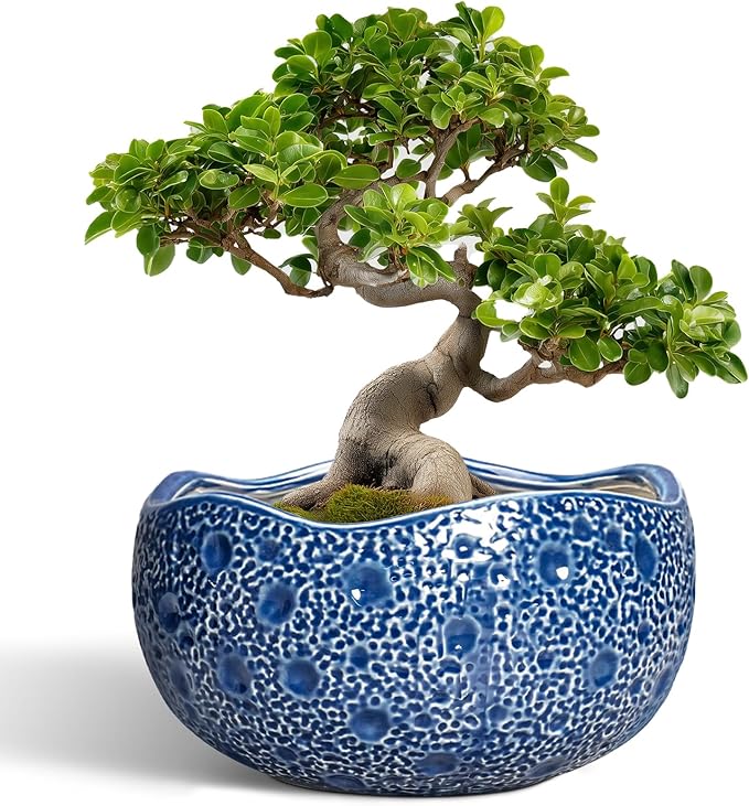 Bonsai Tree Pot - 13 Inch Large Ceramic Pots for Plants Indoor Outdoor, Round Planter, Decorative Flower Pot with Drainage Hole, Modern Unique Planter, Garden Decor Home, Garden Gifts, Blue Thirtypot