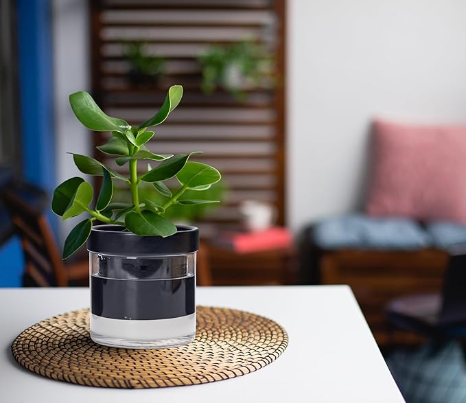 Phoenix Vine 4 Inch Self Watering Terracotta Planter, Black Terracotta Clay Pot with Glass Reservoir for Indoor Plants, Herbs, Flowers, Set of 1, 52-C-E-1 Phoenix+Vine