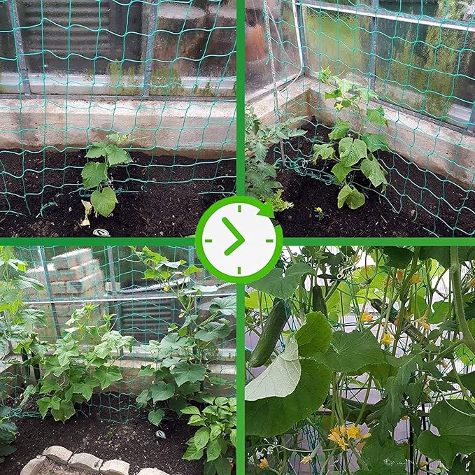 Trellis Netting for Climbing Plants - Heavy Duty Garden Trellis Netting for Cucumber, Vine, Fruits & Vegetables Tomato Plants Trellis Net, Climbing Vining Plants (2-Pack 24.6' x 6.6'Ft) Miuezuth