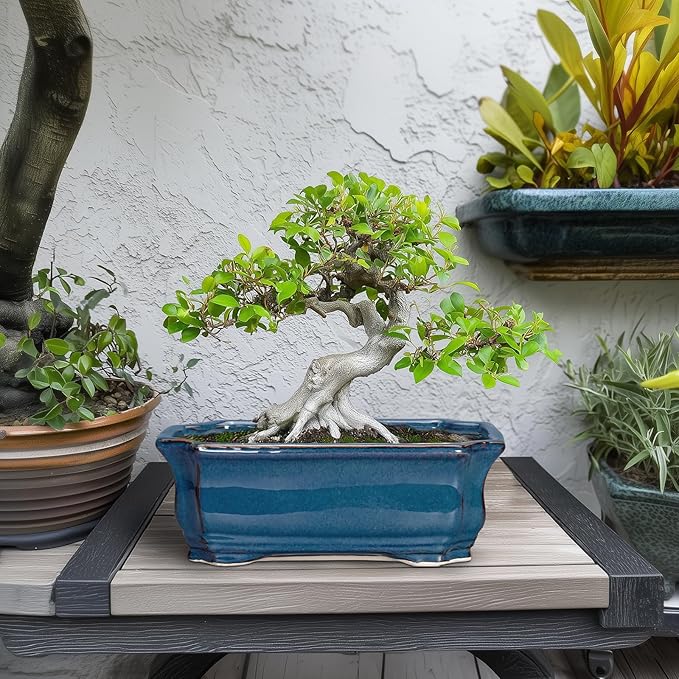 Bonsai Pots 11.6 Inch - Ceramic Succulent Pots with Drainage Hole, Rectangular Planter for Indoor Outdoor, Decorative Ceramic Flower Pot, Home Garden Room Decor, Plant Lover Gifts, Retro Blue Teagas