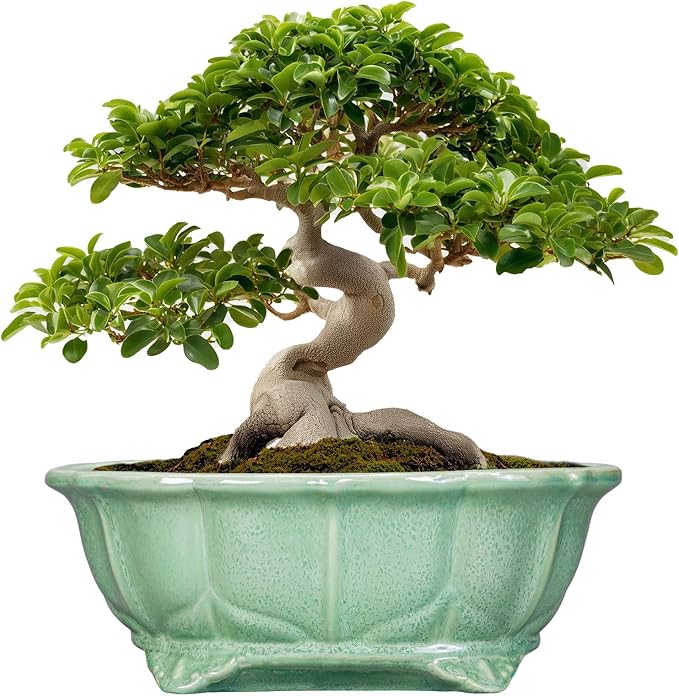 Bonsai Tree Pot - 13.2 Inch Large Ceramic Succulent Planter for Indoor Outdoor, Oval Plant Pot with Drainage Hole, Decorative Flower Pots, Home Decor, Gifts for Plant Lovers, Green Teagas