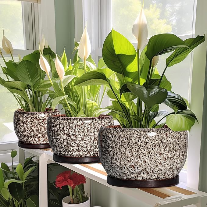 SQOWL Ceramic Planter - 8 inch Plant Pot Indoor with Drainage Hole and Plant Saucer, Round Ceramic Flower Pots Outdoor, Decorative Modern Planter, Office Kitchen Decor, Gifts for Women Men, White SQOWL