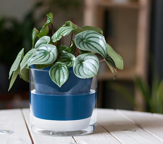 D'vine Dev 6 Inch Design Self Watering Planter for Indoor Plants, Blue Terracotta Pot with Cylinder Glass Cup, 37-X-B-4 DvineDevPlanterPotsandStand