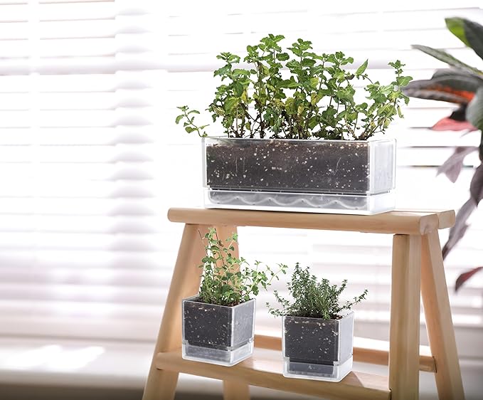 D'vine Dev 12 Inch Window Box Planter, Rectangle Plastic Herb Planter with Drainage Holes and Saucer, Indoor Succulent Cactus Vegetable Pot for Windowsill, Garden Balcony, Clear, Set of 1, 76-X-D-1 DvineDevPlanterPotsandStand