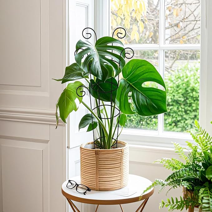 4 Pack 30 Inch Tall Metal Plant Trellis for Climbing Plants Indoor - Rustproof Garden Trellis for Potted Houseplants, Sturdy Support for Ivy, Pothos, Monstera, Hoya & Flower Vines Qiaokaiyan