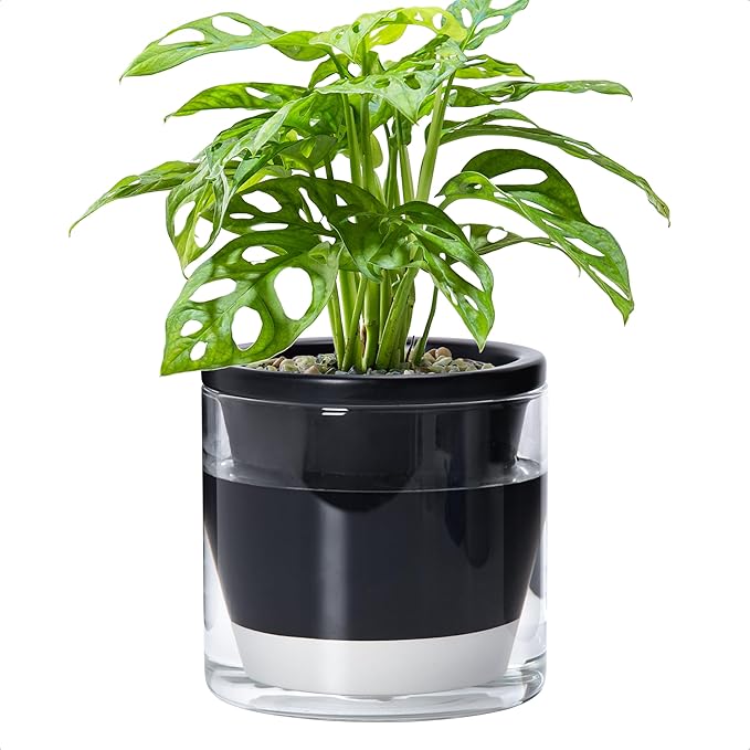 D'vine Dev 6 Inch Design Self Watering Planter for Indoor Plants, Black Terracotta Pot with Cylinder Glass Cup, 37-X-B-3 DvineDevPlanterPotsandStand