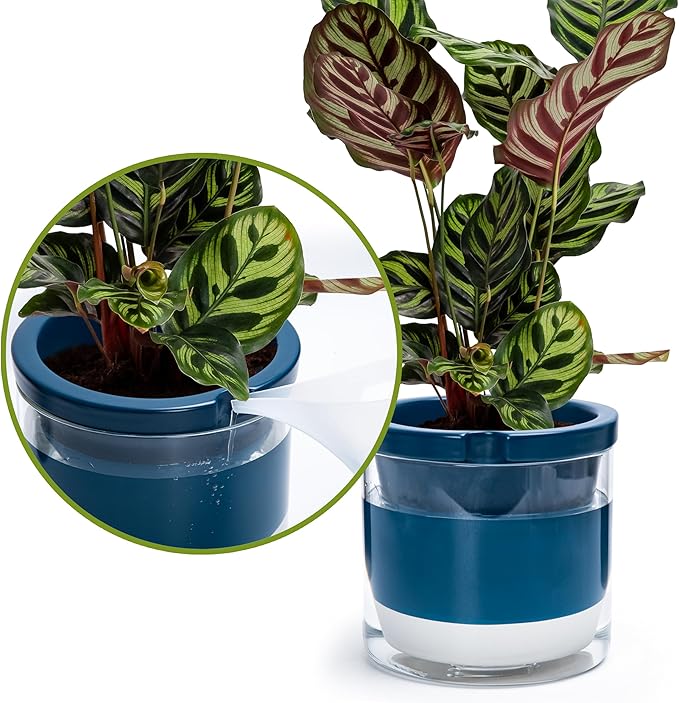 D'vine Dev 8 Inch Design Self Watering Planter for Indoor Plants, Blue Terracotta Pot with Cylinder Glass Cup, 37-X-C-4 DvineDevPlanterPotsandStand