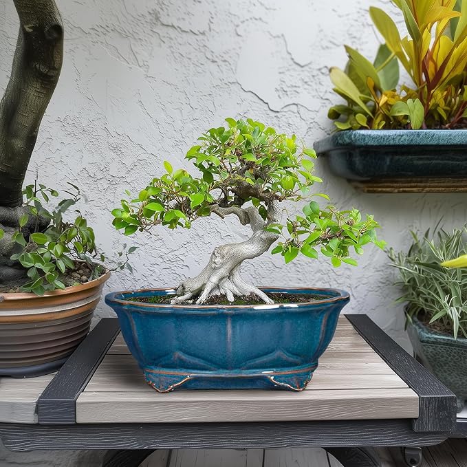 Bonsai Tree Pot - 11 Inch Ceramic Succulent Pots, Bonsai Planter for Indoor Outdoor, Decorative Plant Pot with Drainage Hole, Oval Flower Pot, Home Garden Decor, Garden Gifts, Retro Blue Teagas