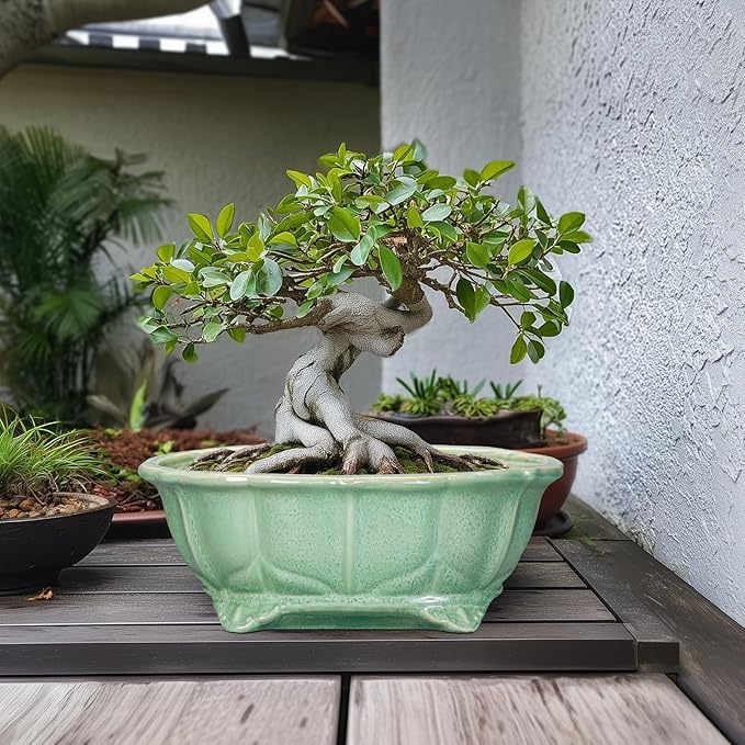Bonsai Tree Pot - 13.2 Inch Large Ceramic Succulent Planter for Indoor Outdoor, Oval Plant Pot with Drainage Hole, Decorative Flower Pots, Home Decor, Gifts for Plant Lovers, Green Teagas