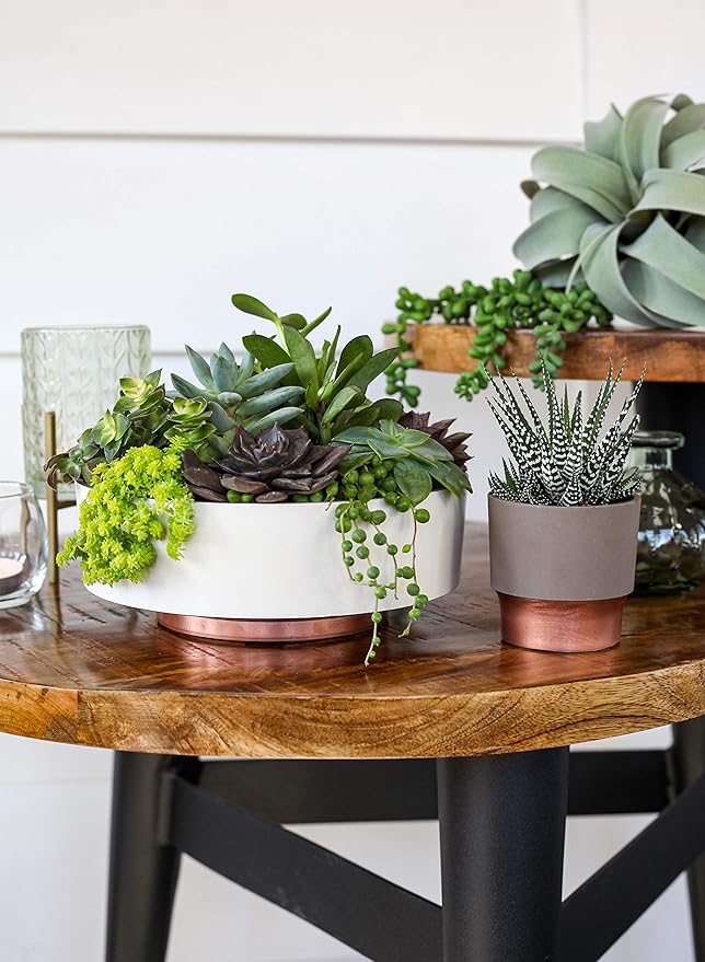 The HC Companies 8 Inch Round Plastic Succulent Capri Bowl Decorative Indoor Flower Succulent Planter Pot with Drain Plug Hole, Artisan Taupe with Copper Bottom Color (2 Pack) TheHCCompanies
