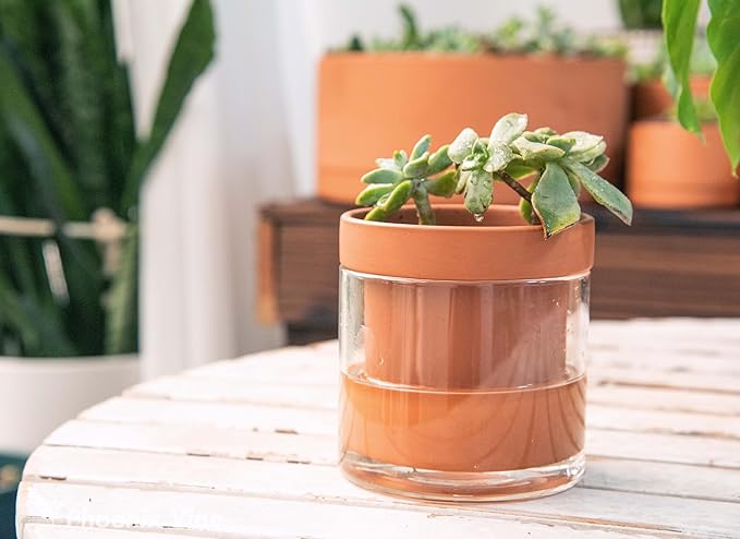Phoenix Vine 4 Inch Self Watering Planter Pot, Terracotta Clay Pot with Glass Reservoir for Indoor Plants, Herbs, Flowers, Set of 1, 52-A-E-1 Phoenix+Vine