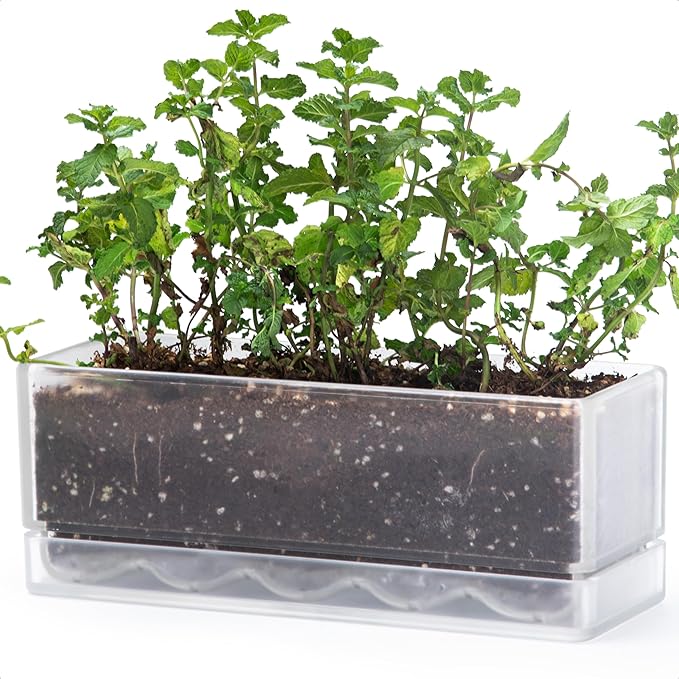 D'vine Dev 12 Inch Window Box Planter, Rectangle Plastic Herb Planter with Drainage Holes and Saucer, Indoor Succulent Cactus Vegetable Pot for Windowsill, Garden Balcony, Clear, Set of 1, 76-X-D-1 DvineDevPlanterPotsandStand