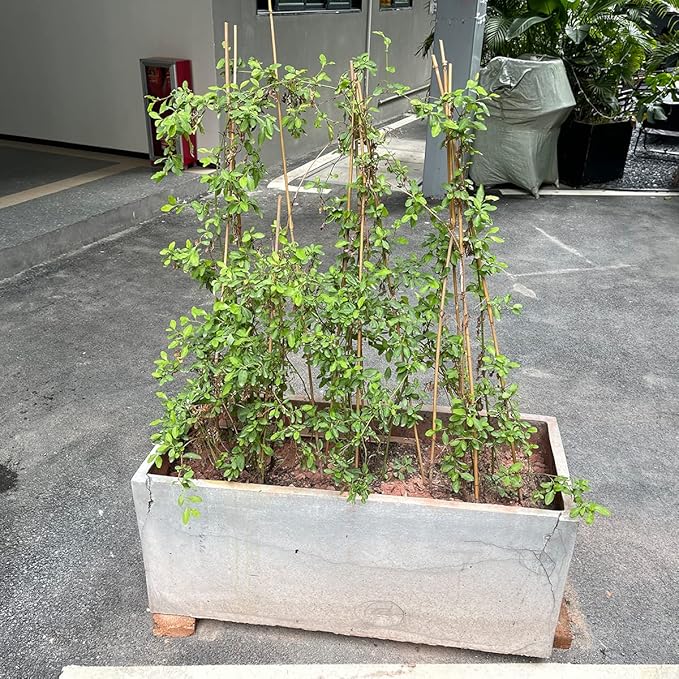 Plant Stakes,16 Inches Natural Garden Bamboo Sticks,BOVITRO 20Pcs Plant Support Stakes for Tomatoes,Beans,Vegetable and Potted Plants BOVITRO