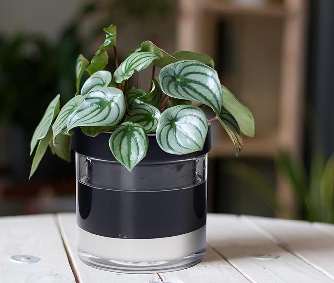 Phoenix Vine 6 Inch Self Watering Terracotta Planter, Black Terracotta Clay Pot with Glass Reservoir for Indoor Plants, Herbs, Flowers, Set of 1, 52-C-F-1 Phoenix+Vine
