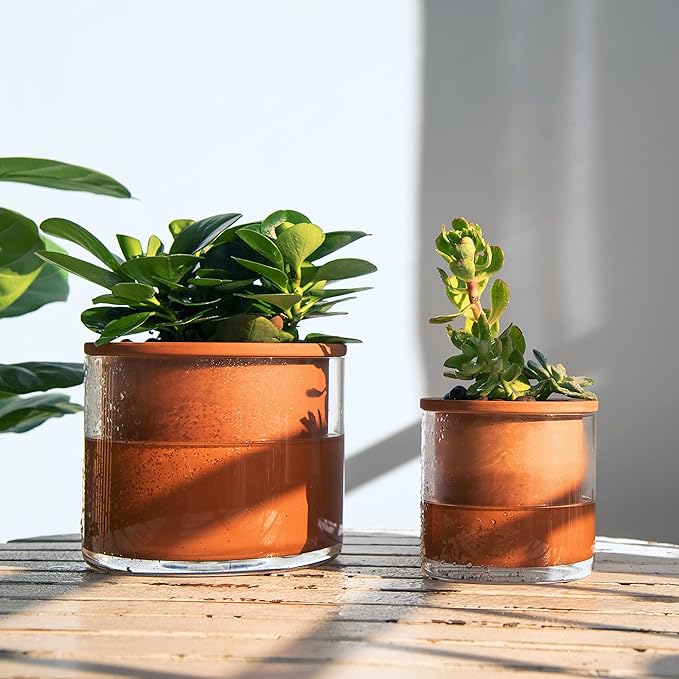Phoenix Vine 4 Inch 6 Inch Self Watering Plants Pots, Design Terracotta Pots for Plants, Indoor Cylinder Terra Cotta Planter with Glass Vase Set, 51-A-G-46 Phoenix+Vine