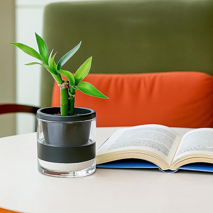 D'vine Dev 4 Inch Design Self Watering Planter for Indoor Plants, Black Terracotta Pot with Cylinder Glass Cup, Set of 4, 37-Z-A-3-F DvineDevPlanterPotsandStand
