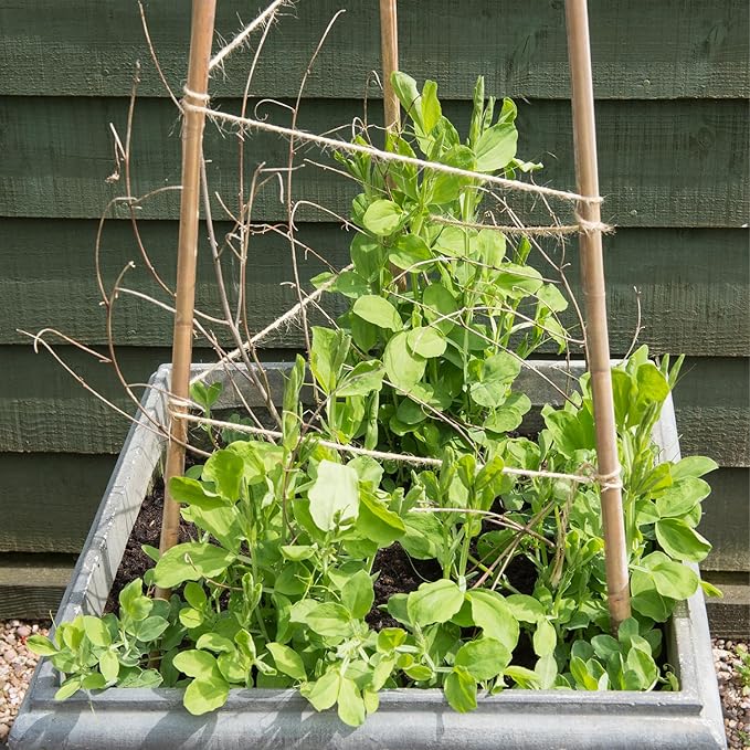 35Pcs Plant Stakes,Premium Natural Bamboo Garden Stakes,Bamboo Sticks Support for Indoor and Outdoor Plants,Tomato,Vegetables Beans,Potted and Climbing Plants POLIUMB