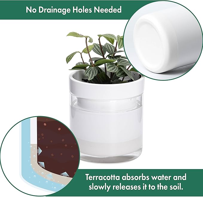 Phoenix Vine 4 Inch Self Watering Planter, White Terracotta Clay Pot with Glass Reservoir for Indoor Plants, Herbs, Flowers, Set of 3, 52-B-E-3 Phoenix+Vine