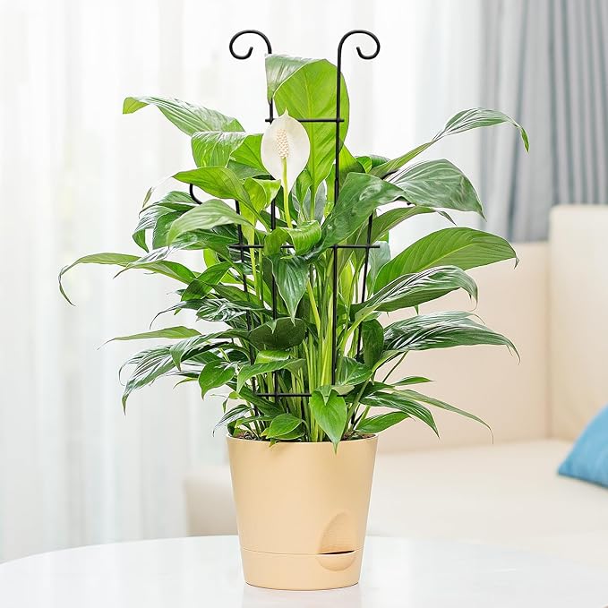 Plant Trellis for Potted Plants 2p, Larger 23in Garden Trellis for Climbing Plants Indoor Outdoor, Rustproof House Plant Support Stakes for Pothos Hoya Ivy Flower Xeeol